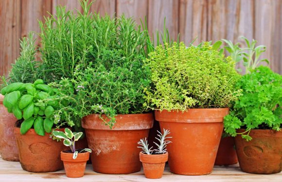 BENEFITS THAT YOU WILL ATTAIN WHILE GROWING HERBS OUTDOORS